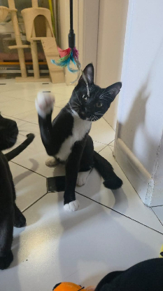 Adoption Sultan
