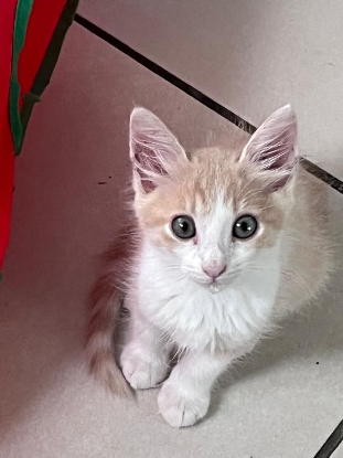 Adopter Nougat