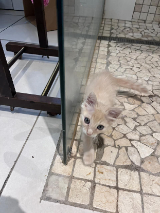 Adopter Praline