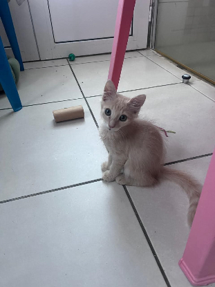 Adopter Praline