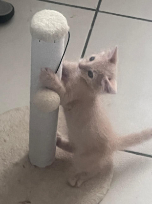 Adopter Praline