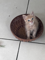 Adopter  chat : Pistache