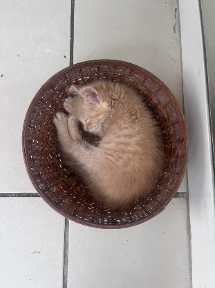 Adopter Pistache