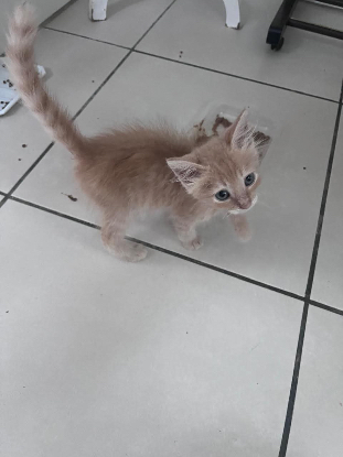 Adopter Pistache