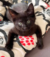 Adopter  chat : Winnie
