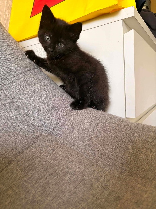 Adoption Winnie