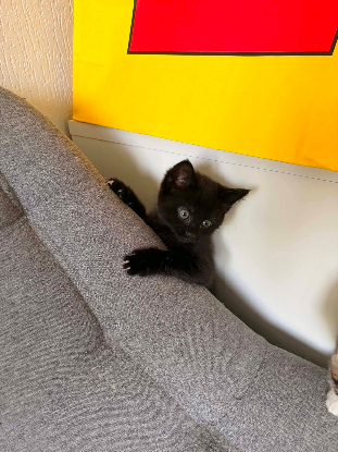Adoption Winnie