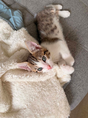 Adopter Tigrou