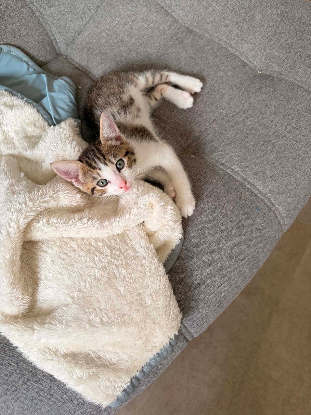 Adopter Tigrou