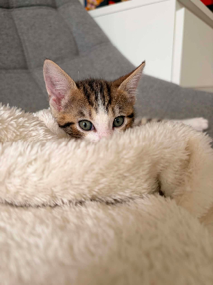 Adopter Tigrou