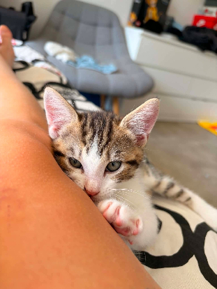 Adoption Tigrou