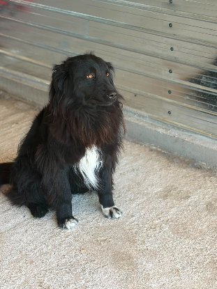 Adopter Lunna