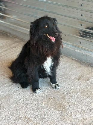 Adopter Lunna