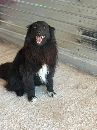 Adopter Lunna