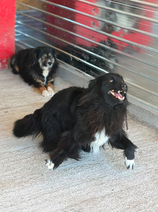 Adoption Lunna