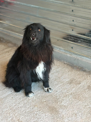 Adoption Lunna