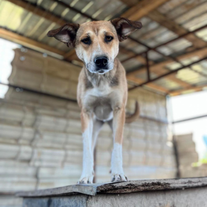 Adopter Luna