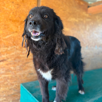 Adopter Umbra