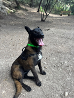 Adopter  chien : Aïka