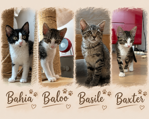 Adopter Bahia