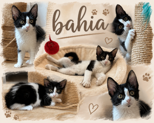 Adopter Bahia