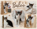 Baxter et baloo