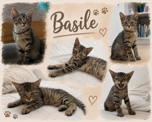 Adoption Bahia