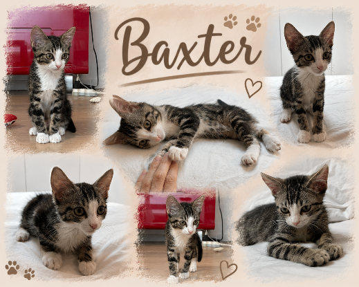 Adoption Bahia