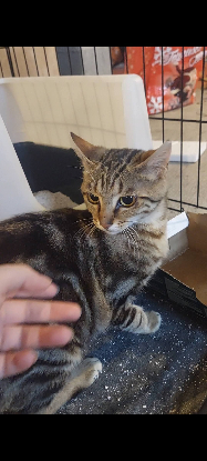 Adopter Catimini