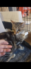 Catimini