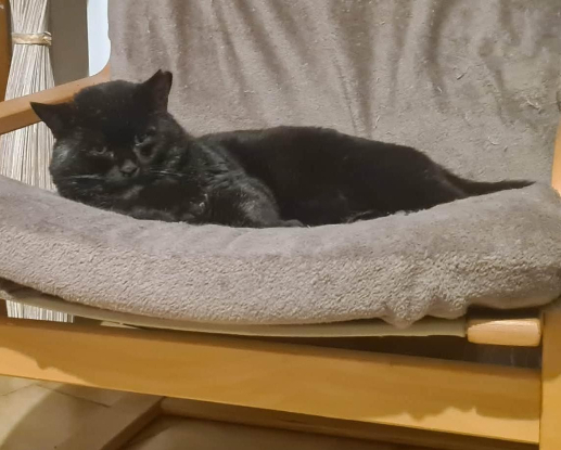 Adopter Braham