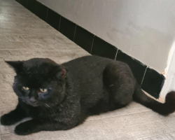 Adopter  chat : Braham