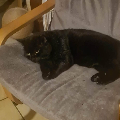 Adopter Braham