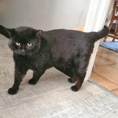 Adoption Braham