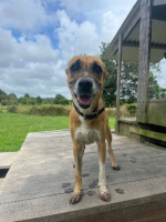 Adopter  chien : Duchesse