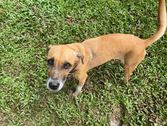 Adopter Duchesse