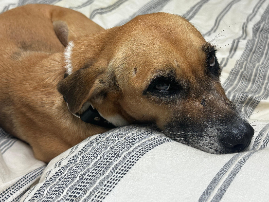 Adopter Duchesse