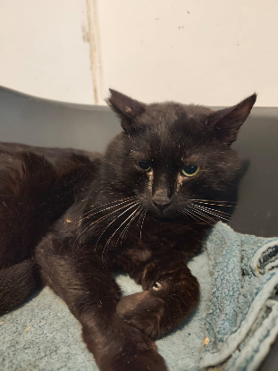 Adopter Benito