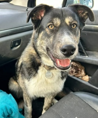 Adopter Alaska
