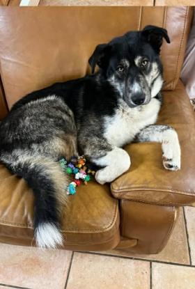 Adopter Alaska