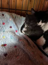 Adopter Bettyboop