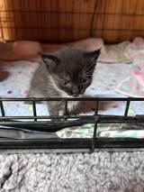 Adopter Bettyboop