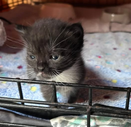 Adopter Bettyboop