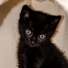 Adopter Figaro