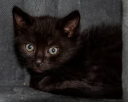 Adopter Figaro