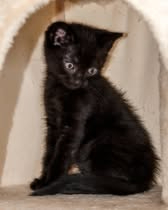 Adoption Figaro