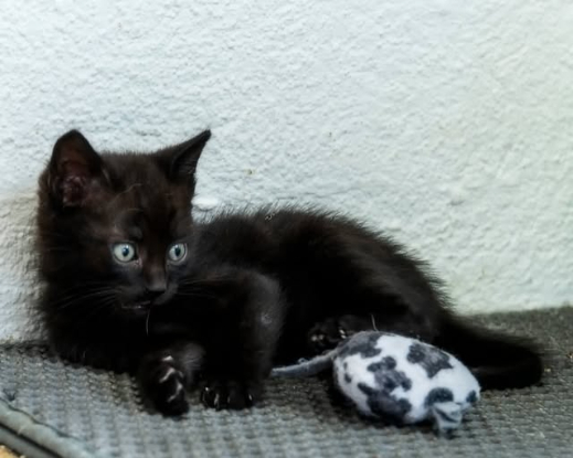 Adopter Figaro