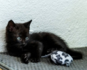 Figaro