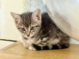 Adopter Fleurette