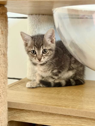 Adopter Fleurette